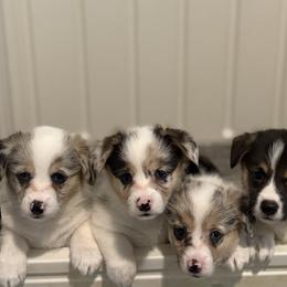 American Corgi and Pembroke Welsh Corgi Puppies from Flying K Corgis
