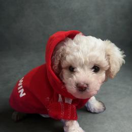 Romeo - Parti male Goldendoodle puppy in Matteson, Illinois from Chitownpupz