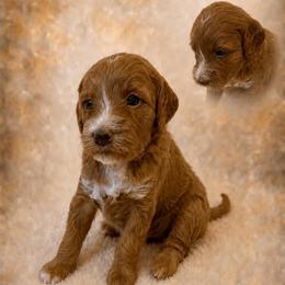 Liberty - Yellow Collar - Red  female Goldendoodle puppy in Huntsville, Alabama from Falcon Ridge Doodles