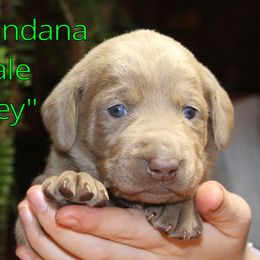 Labrador Retriever Puppies from Silver Dollar Labs