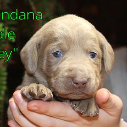 Labrador Retriever Puppies from Silver Dollar Labs