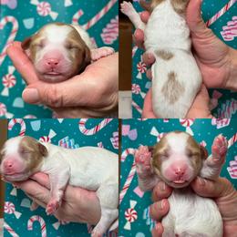 Bama - Parti female Goldendoodle puppy in Yuciapa, California from AlltheDoodlez_