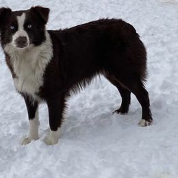 Australian Shepherd, Miniature Australian Shepherd, and Toy Australian Shepherd Puppies from V5 Mini Aussies