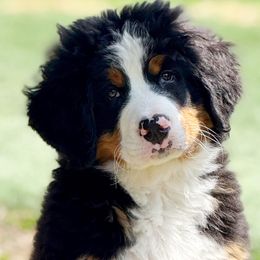 Bernese Mountain Dog Puppies from Tenacity Bernese Mountain Dogs