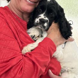 Cocker Spaniel Puppies from Anastasia Knight's Cocker Spaniels