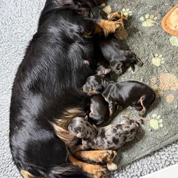 Black and tan - Black and tan male Dachshund puppy in Santa Rosa, California from Signature Mini Dachshunds
