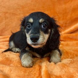 Asparagus - Black and cream male Dachshund puppy in Memphis, Tennessee from River City Doxies