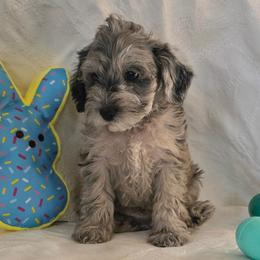 Chandler ( green collar) - Merle male Schnoodle puppy in Novinger, Missouri from Stormi Sky Schnoodles