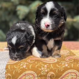 Fern - Black tri female Toy Australian Shepherd puppy in Quincy, Michigan from Ivy Meadows and Friends