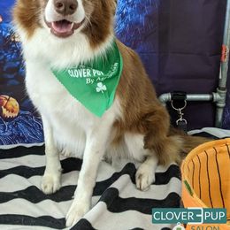 Bordoodle Puppies from 2J 2K Bordoodles