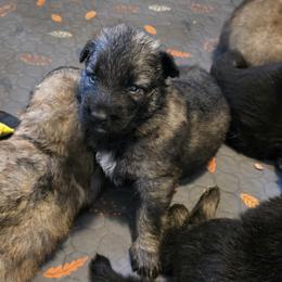 Mr Black - Fawn sable male Shiloh Shepherd puppy in Okemah, Oklahoma from Shining Stars Shilohs