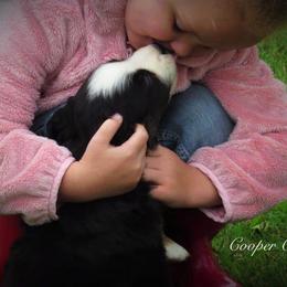 Miniature Australian Shepherd and Toy Australian Shepherd Puppies from Cooper Creek Aussies