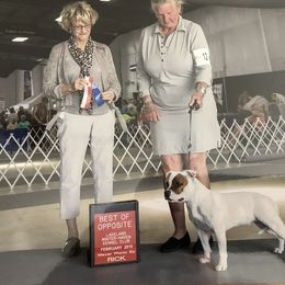 Staffordshire Bull Terrier All Grown Up from Coalminer's Kennel