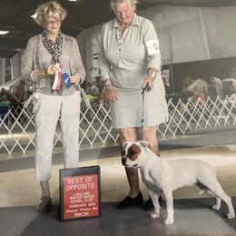 Staffordshire Bull Terrier All Grown Up from Coalminer's Kennel