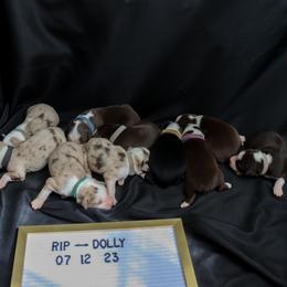 Australian Shepherd Puppies from Hudson Farm