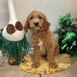 Bernedoodle and Goldendoodle Puppies from Wroth's Paws