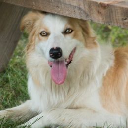 Maybelle - Border Collie