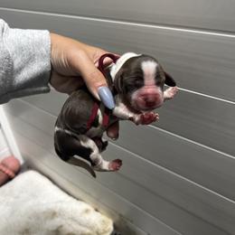 Maroon girl - Tri-Roan female English Springer Spaniel puppy in Fairfield, California from Goldridge Springers