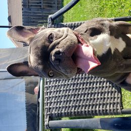 Amelie - French Bulldog puppy in California from Havaneses de Santillan