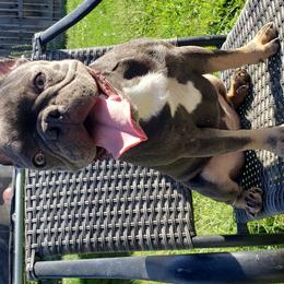 Amelie - French Bulldog puppy in California from Havaneses de Santillan