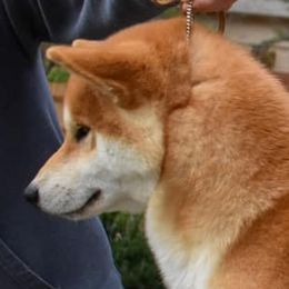 Connor - Shiba Inu