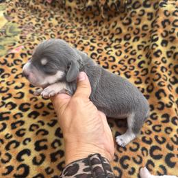 Blue Bell - Gray (blue) and cream female Dachshund puppy in Lincoln, Arkansas from Red Dirt Dachshunds