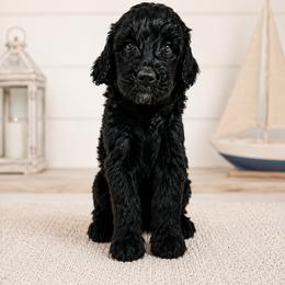 Boy 4 - male Double Doodle puppy in Whitsett, North Carolina from Rock Creek Doodles NC