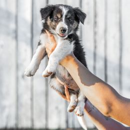 Border Collie Puppies from Cullins Collies
