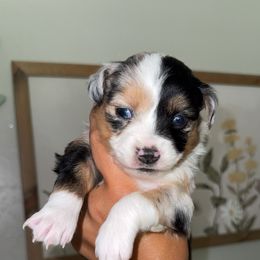 Molly - Blue merle female Miniature Australian Shepherd puppy in Carlsbad, New Mexico from New Mexico Aussies