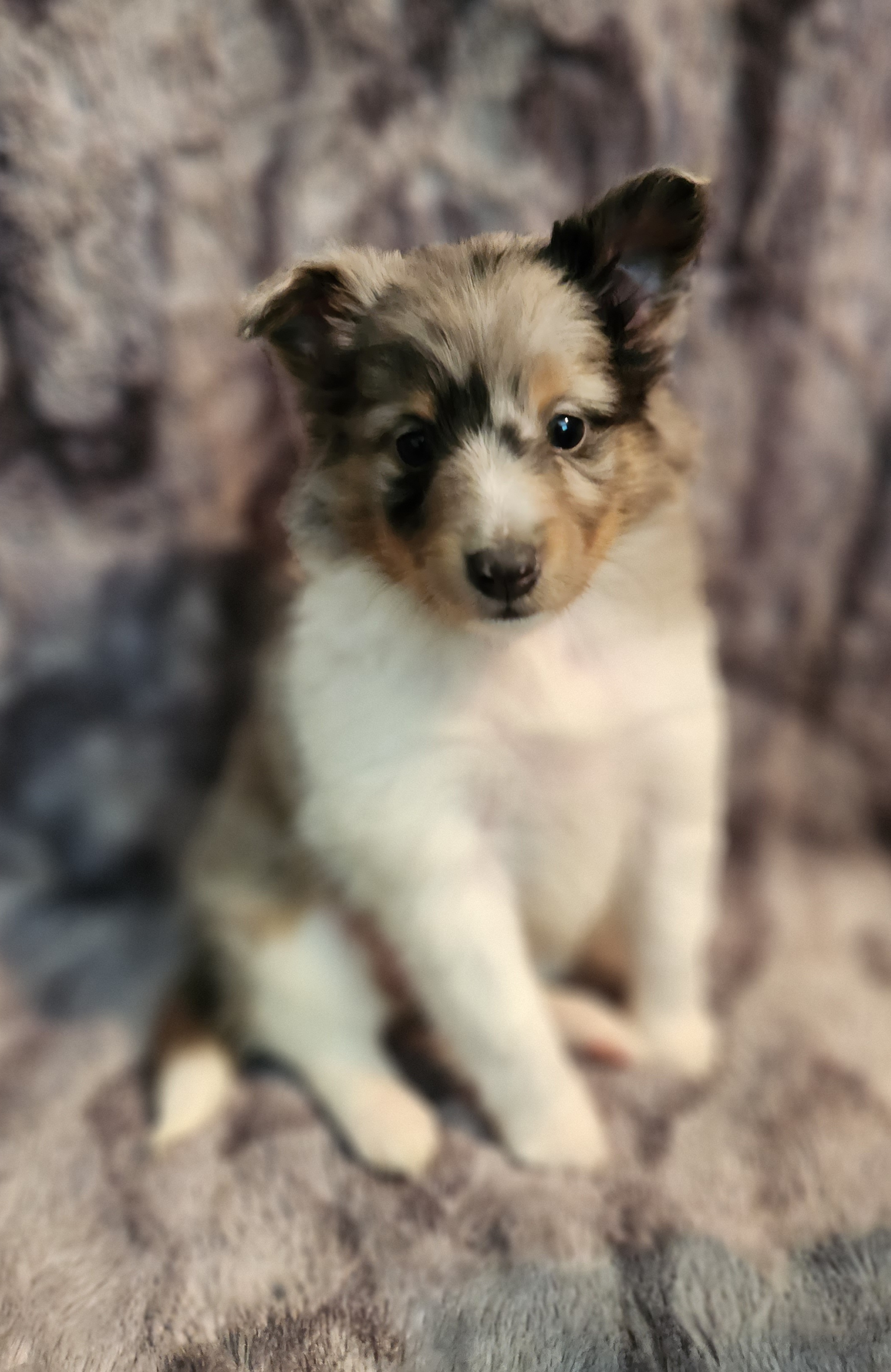Shetland Sheepdog Puppies from Hope's Heart Shelties