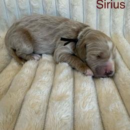 Sirius - Apricot male Goldendoodle puppy in Conroe, Texas from Tails of Cypress