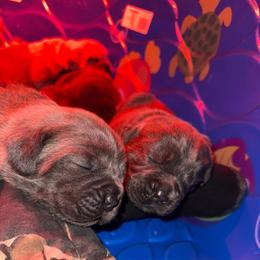 Cane Corso Puppies from Venom Cane Corsos