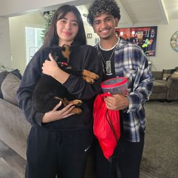 Red - Black and mahogany male Rottweiler puppy in Lebanon, Oregon from SOUTH SANTIAM ROTTWEILERS