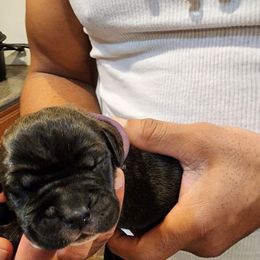 Cane Corso Puppies from Stephenson's Kennel