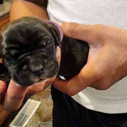 Cane Corso Puppies from Stephenson's Kennel