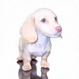 Slinky - Dachshund