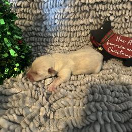 Dasher - Wheaten male Scottish Terrier puppy in Eagle Lake, Florida from Its Scot To Be Love Scotties