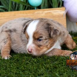 Breeze - Red merle female Miniature Australian Shepherd puppy in Granbury, Texas from Best Little Aussies