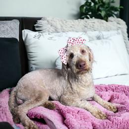 Matilda - Cockapoo