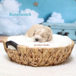Boy 1 - male Australian Labradoodle puppy in Hurricane, Utah from Red Desert Doodles