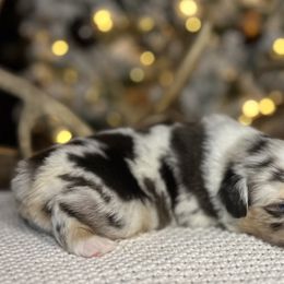 Miniature Australian Shepherd Puppies from Quartz Creek Aussies