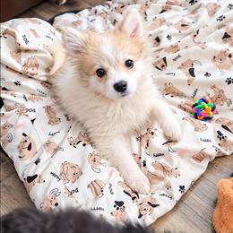 Beau - Cream parti male Pomeranian puppy in Newport News, Virginia from Itty Bitty Poms