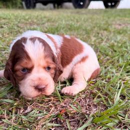 Boy 4 light gray collar - Red and white male English Springer Spaniel puppy in Bonifay, Florida from Sherrouse English Springer Spaniels