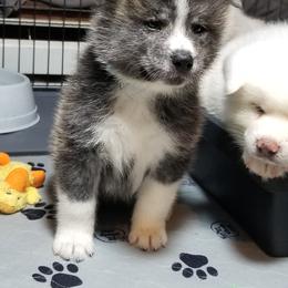 Japanese Akitainu Puppies from Four Seasons Akita (Shikisou)