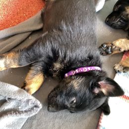 Belgian Malinois and Working Cross Puppies from L G Kennels