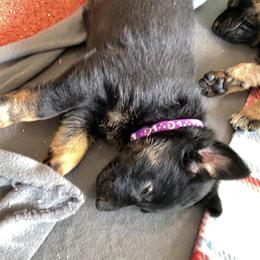 Belgian Malinois and Working Cross Puppies from L G Kennels