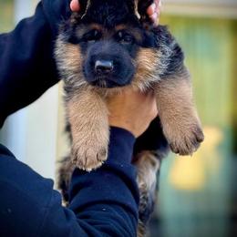 German Shepherd Puppies from Von Legends Burg