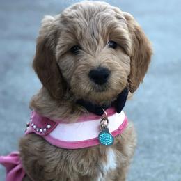Goldendoodle Puppies from Saluda Ridge Goldendoodles