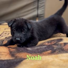 Noah - Black male German Shepherd puppy in Irvine, Kentucky from Himmelshunde German Shepherds