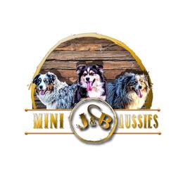 Australian Shepherds, Miniature Australian Shepherds, and Toy Australian Shepherds from J & B Mini Aussies